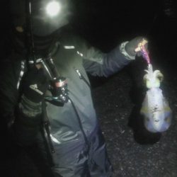 アオリイカエギング